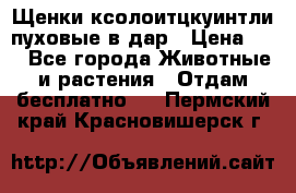 Щенки ксолоитцкуинтли пуховые в дар › Цена ­ 1 - Все города Животные и растения » Отдам бесплатно   . Пермский край,Красновишерск г.